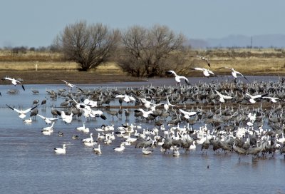 Snow Geese and Cranes.jpg