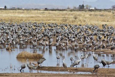 Sandhill Cranes-1.jpg