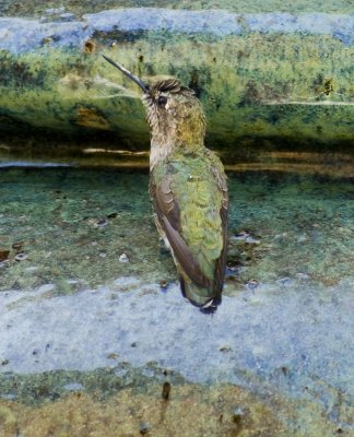 Humming Bird.jpg