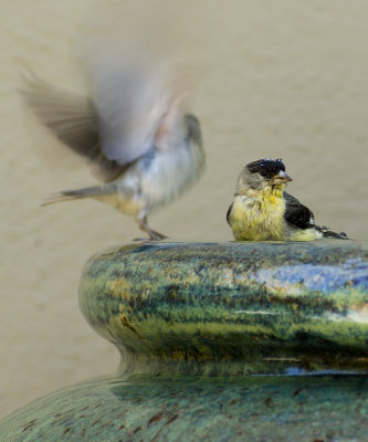 birds
