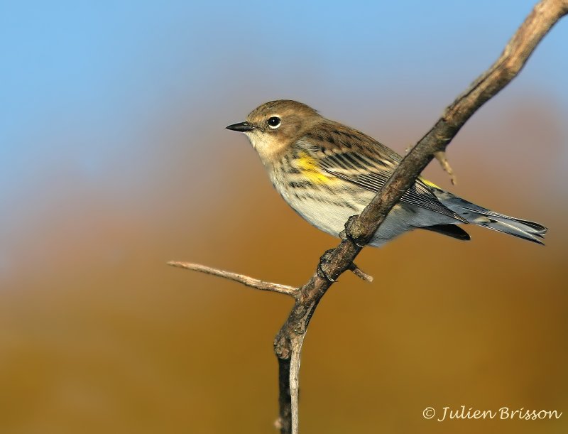 Paruline � croupion jaune