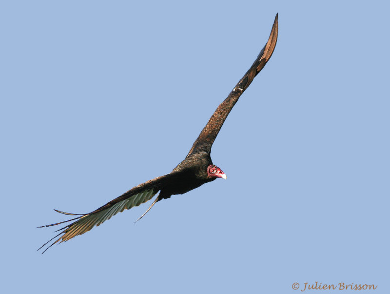 Urubu  tte rouge - Turkey Vulture