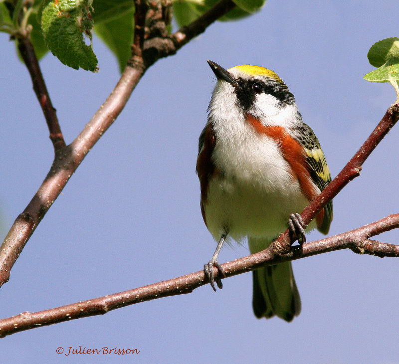 Paruline  flancs marron - Chestnut-sided Warbler