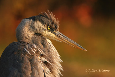 Grand Hron - Great blue Heron