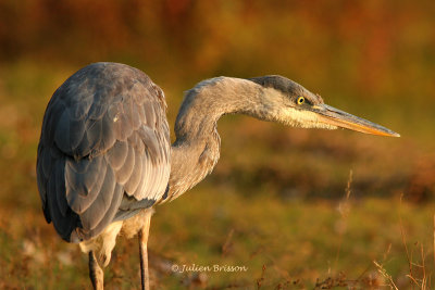 Ardeids - Hrons et Aigrettes (Herons)