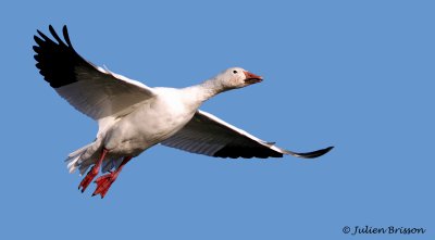 Oie des neiges - Snow Goose