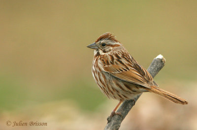 Emberizids - Bruants, Juncos (Sparrows)