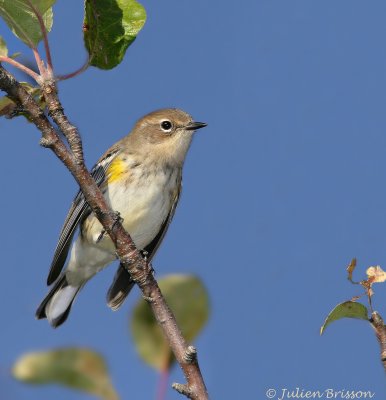 Paruline � croupion jaune