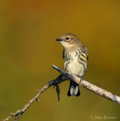 Paruline � croupion jaune