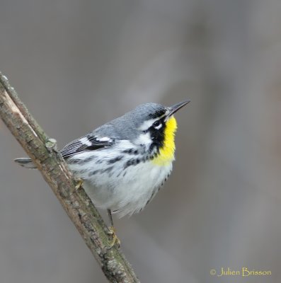 Paruline à gorge jaune