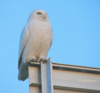 Harfang des neiges mle adulte - Snowy Owl