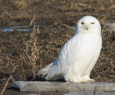 Harfang des neiges mle adulte - Snowy Owl