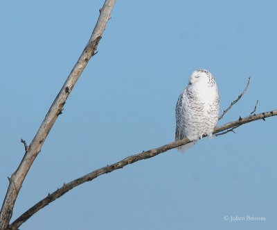 Harfang des neiges femelle - Snowy Owl