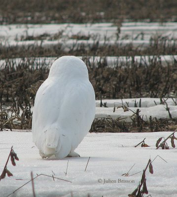 Harfang des neiges mle - Snowy Owl
