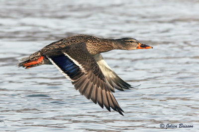 Canard colvert femelle - Mallard