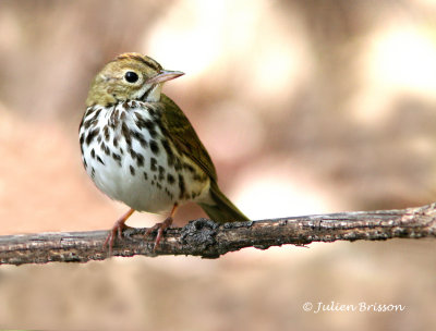 Paruline couronne - Ovenbird