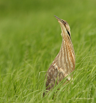 Butor d'Amrique -  American Bittern