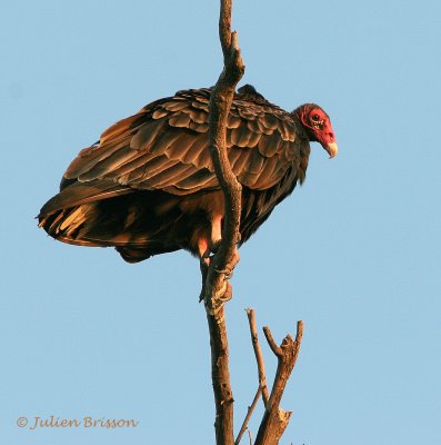 Urubu  tte rouge - Turkey Vulture
