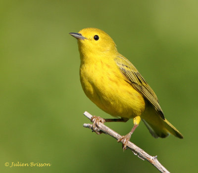 Paruline jaune femelle - Yellow Warbler
