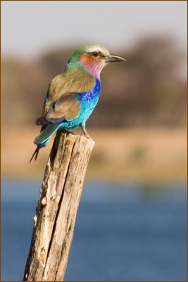 This colourful Lilac-breasted Roller was resting peacefully on a small trunk.