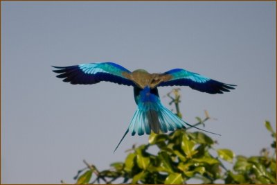 Once he started to fly we discovered the beautiful turquoise colour of his wings and tail.