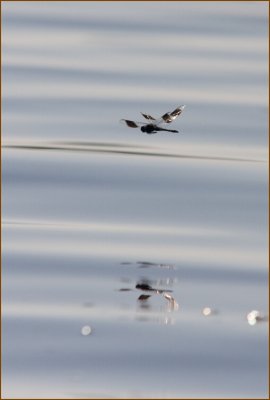 We also saw a lot of dragonflies of different colours.