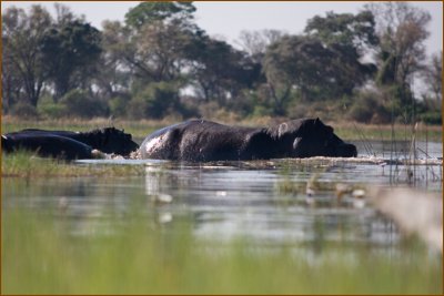 We arrived to a big pool of water where we saw hippos for the first time. They are really impressive animals!