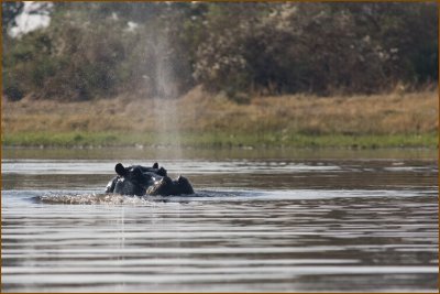 We saw the hippos again. Its incredible that we could experience something different every time we saw them.