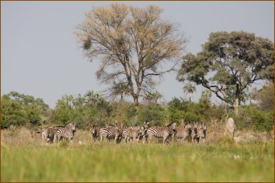 The first herd of zebras we saw.