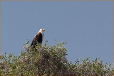 This African Fish Eagle looked very impressive up that tree.