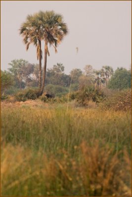 Very far next to the palm tree there is a buffalo. We didn't try to go closer ;)