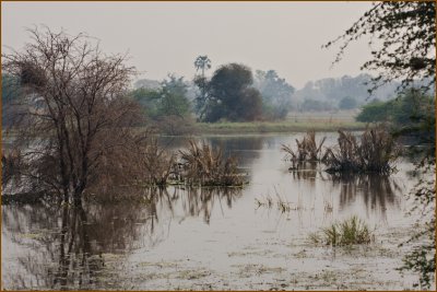 Very typical and beautiful landscape in the Okavango Delta.