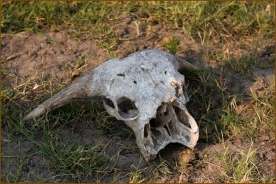This is the skull of a buffalo.