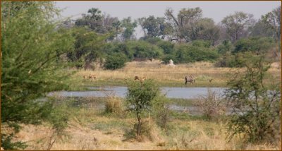 Another typical landscape of the Okavango Delta but this time with impalas fighting, a zebra and a baboon.