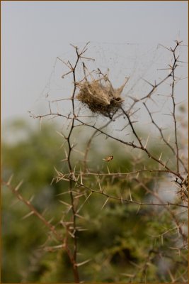 This is a communal spider web.