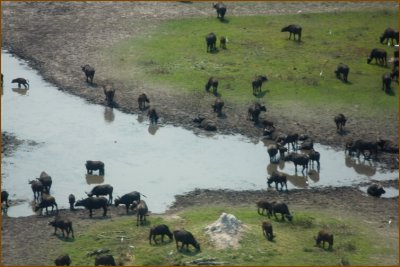The first herd of buffalos we saw, really a lot of them.