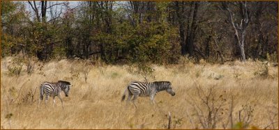 Then we left Maun to go to the Moremi National Park. There we saw a lot of animals like these two zebras.