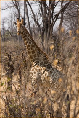 A very beautiful giraf in Moremi.