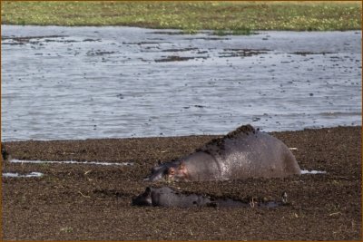 Then we arrived to our next camp area and it was again in front of a pool full of hippos!