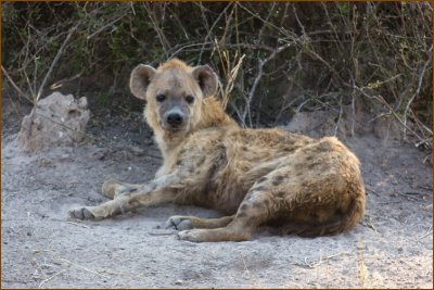 This is a hyena. Not a very beautiful animal but always interesting to see.