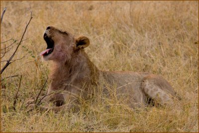I never thought I would see a lion yawning (really cute).