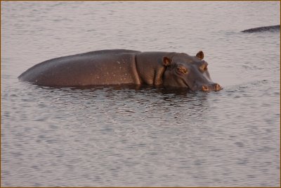 This hippo did not seem to be very happy to see us.