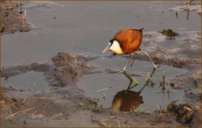 This bird seems to be walking on the water.