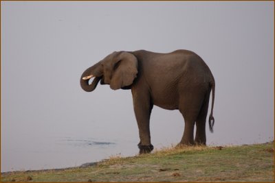 An elephant drinking water.