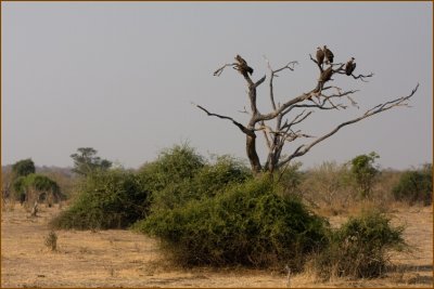 Vultures on a tree (creepy!).