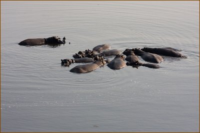 Maybe these hippos were holding a group meeting...