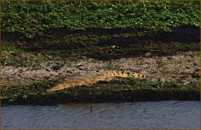 A crocodile! they are extremely difficult to spot because they don't move and are usually very well camouflaged.