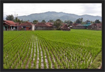 Rice fields in small town (2)