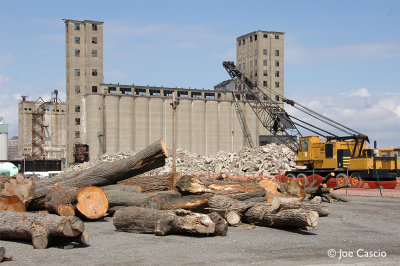 trees_elevators_01.jpg