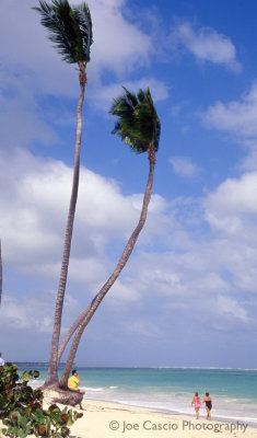 Palms_beachside_01.jpg